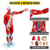 Human Muscular Figure, 27 Parts Muscular Anatomy Model, Half Life Size Human Muscle and Organ Model, Muscle Model with Stand, Muscular System Model with Detachable Organs, for Medical Learning