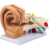 Human Ear Anatomy Model, 5 Times Enlarged Human Ear Model, PVC Plastic Anatomical Ear Model for Education, Human Ear Anatomy Displaying Outer, Middle, Inner Ear with Base, 3pcs (2 Removable)