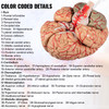 Human Brain Model Anatomy 9-Part Model of Brain w/Labels & Display Base Color-Coded Life Size Human Brain Anatomical Model Brain Teaching Tool Brain Model for Science Classroom Study Display