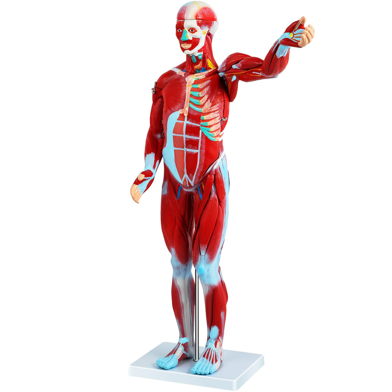 Human Muscular Figure, 27 Parts Muscular Anatomy Model, Half Life Size Human Muscle and Organ Model, Muscle Model with Stand, Muscular System Model with Detachable Organs, for Medical Learning