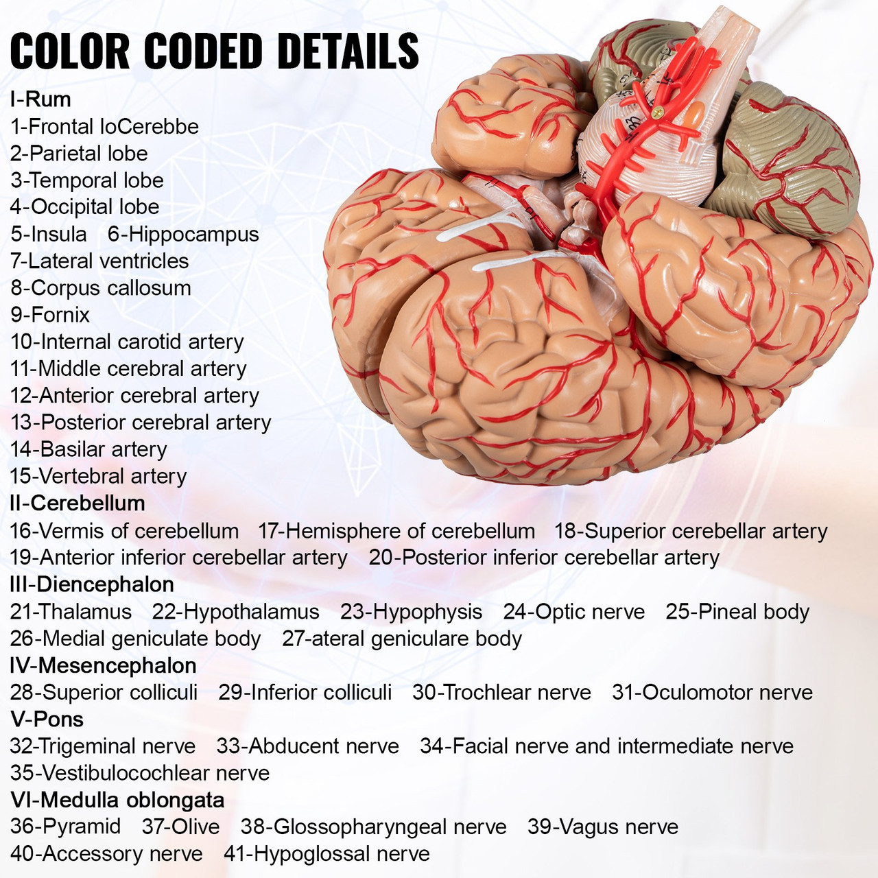 brain model labeled