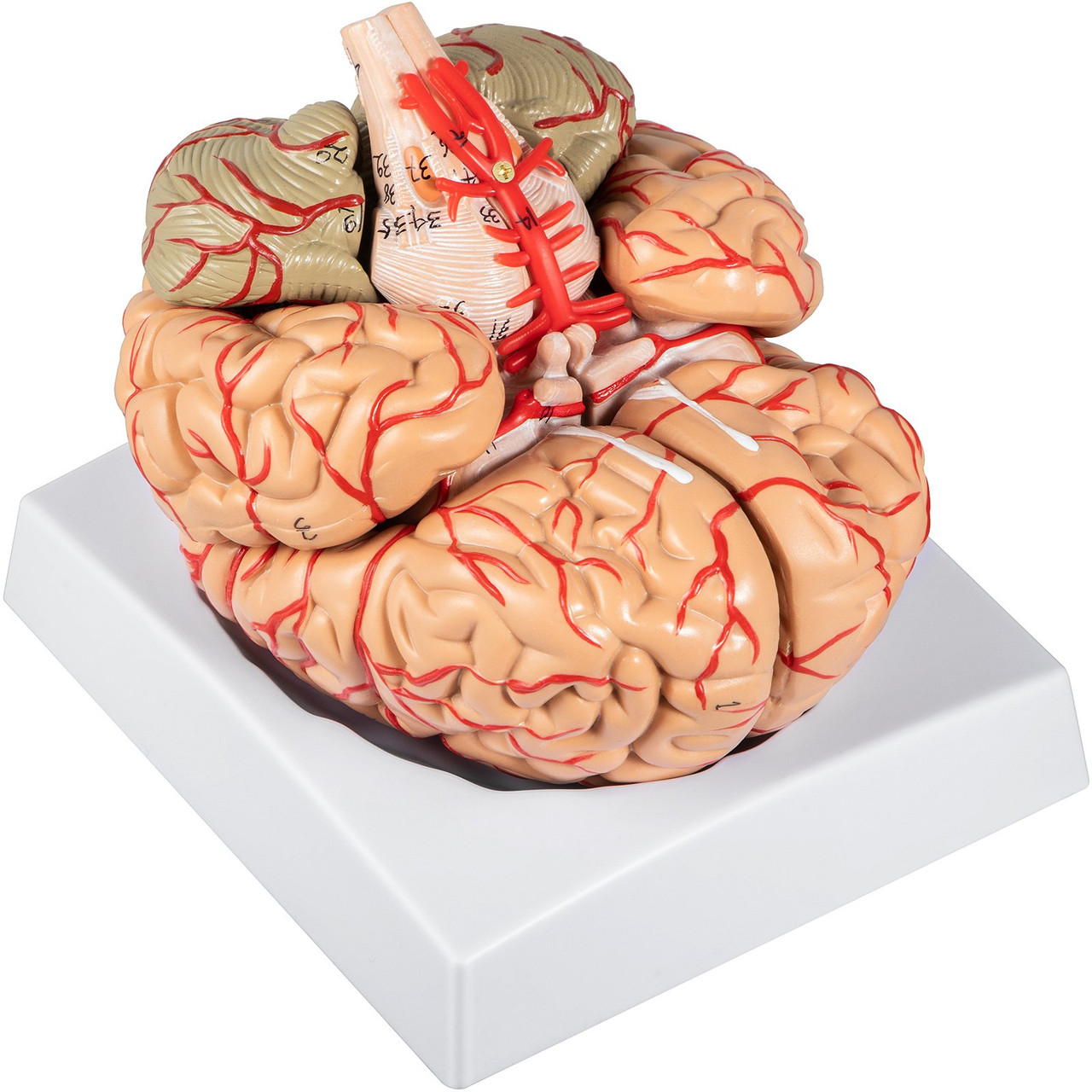 Human Brain Model Anatomy 9-Part Model of Brain w/Labels & Display Base Color-Coded Life Size Human Brain Anatomical Model Brain Teaching Tool Brain Model for Science Classroom Study Display