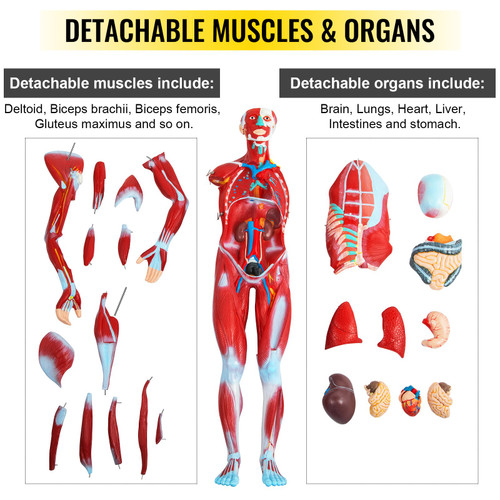 Human Muscular Figure, 27 Parts Muscular Anatomy Model, Half Life Size Human Muscle and Organ Model, Muscle Model with Stand, Muscular System Model with Detachable Organs, for Medical Learning