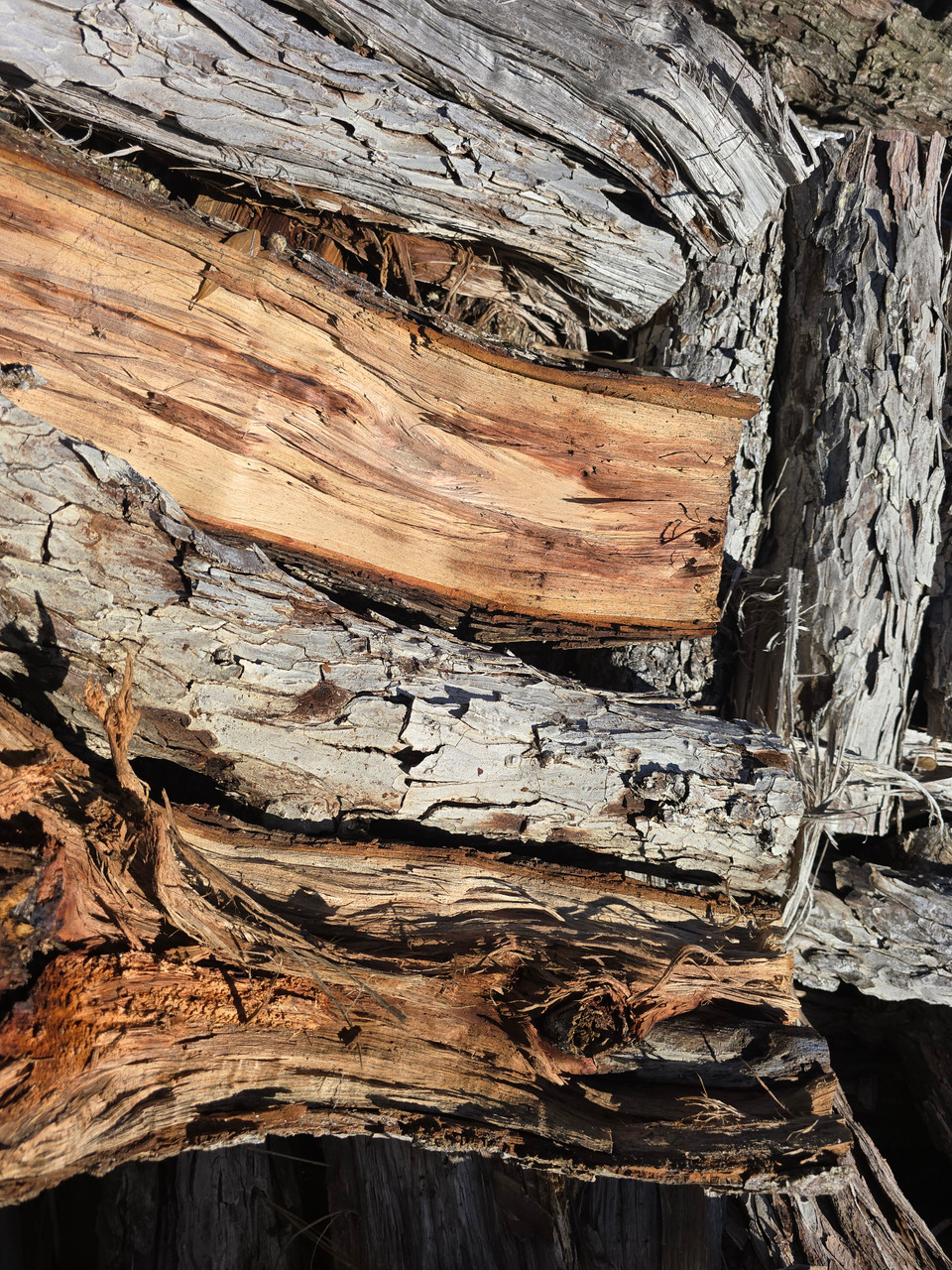 Hickory Firewood by the Cord