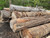 Hickory Logs ready to cut Hickory Logs ready to cut