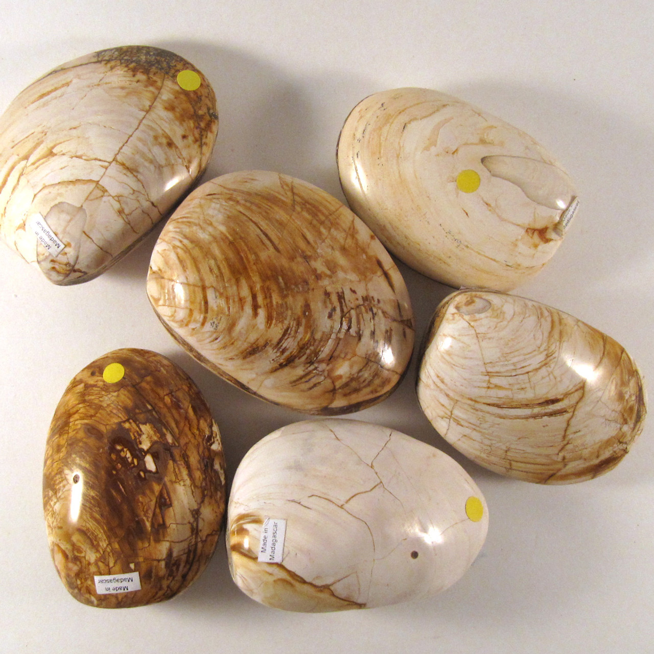 ECONOMY Fossilized Bivalve / Clam, 1 (one) piece, Madagascar - STK0013