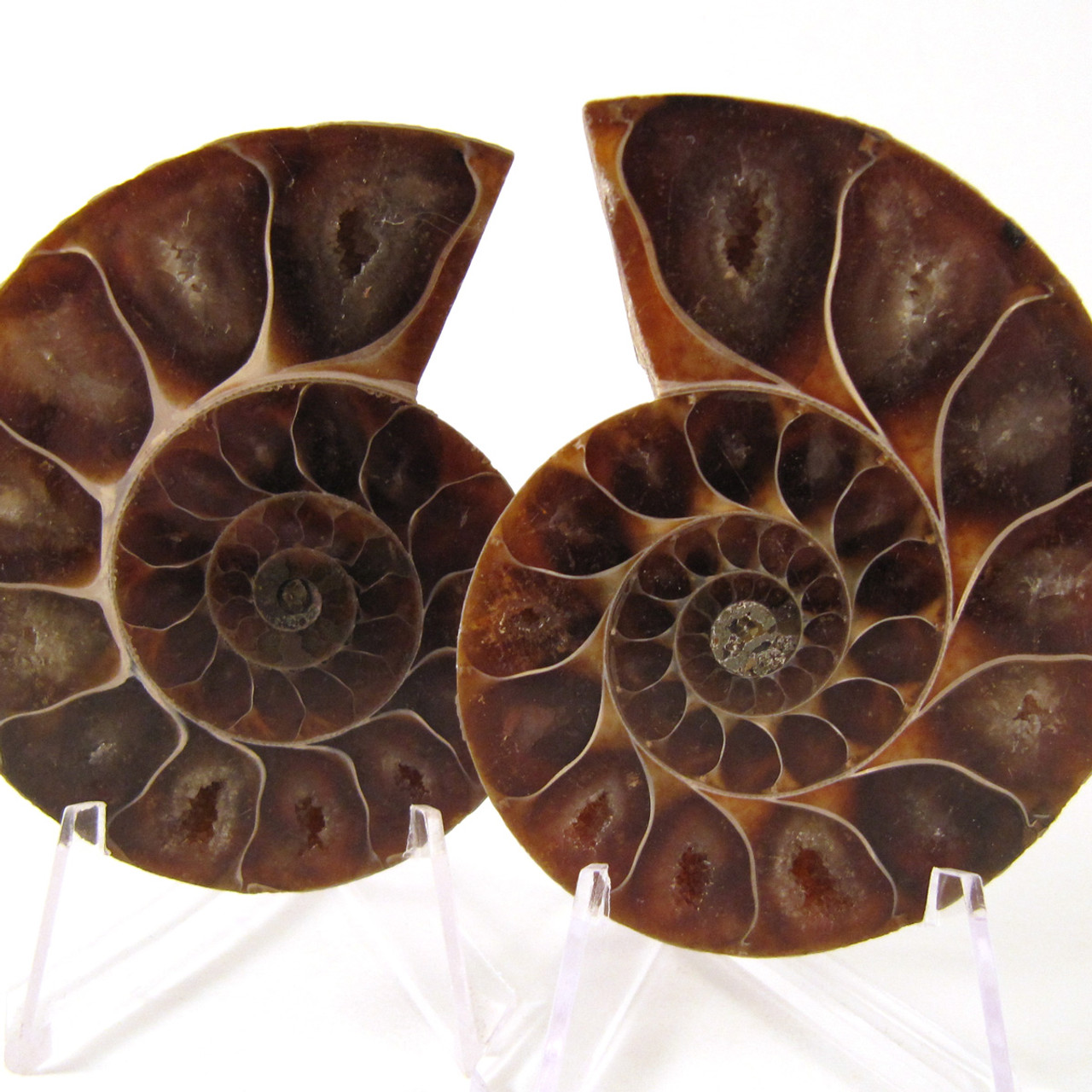 Ammonite Pair from Enter the Earth