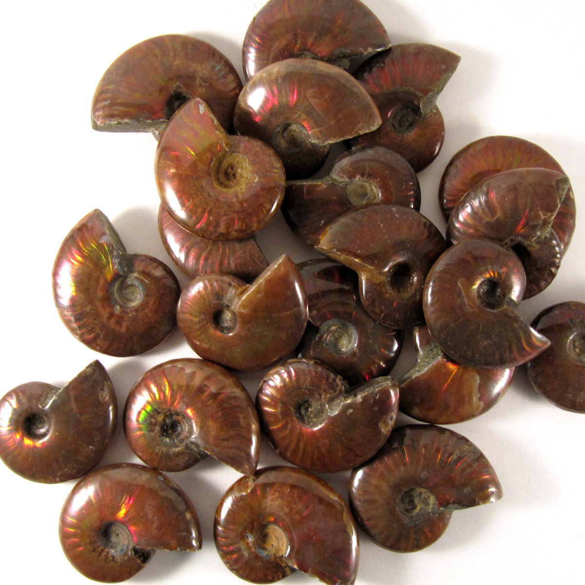 Red Opalescent Flash Whole Ammonite, one (1) piece FRedA010