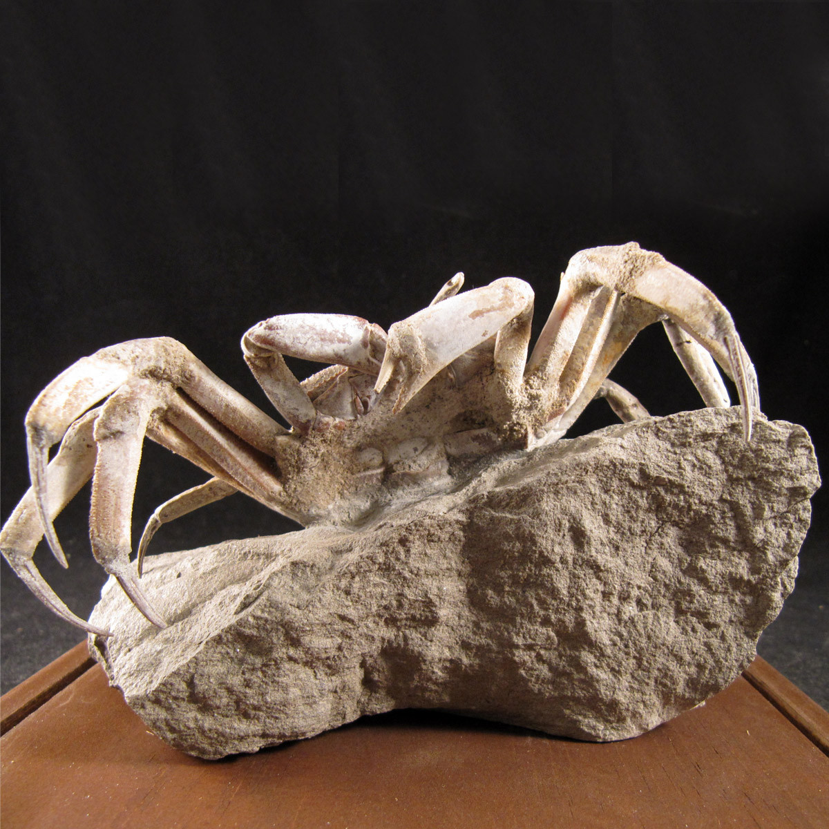 Madagascar Fossilized Crab - FCRAB002 - Enter the Earth, Inc