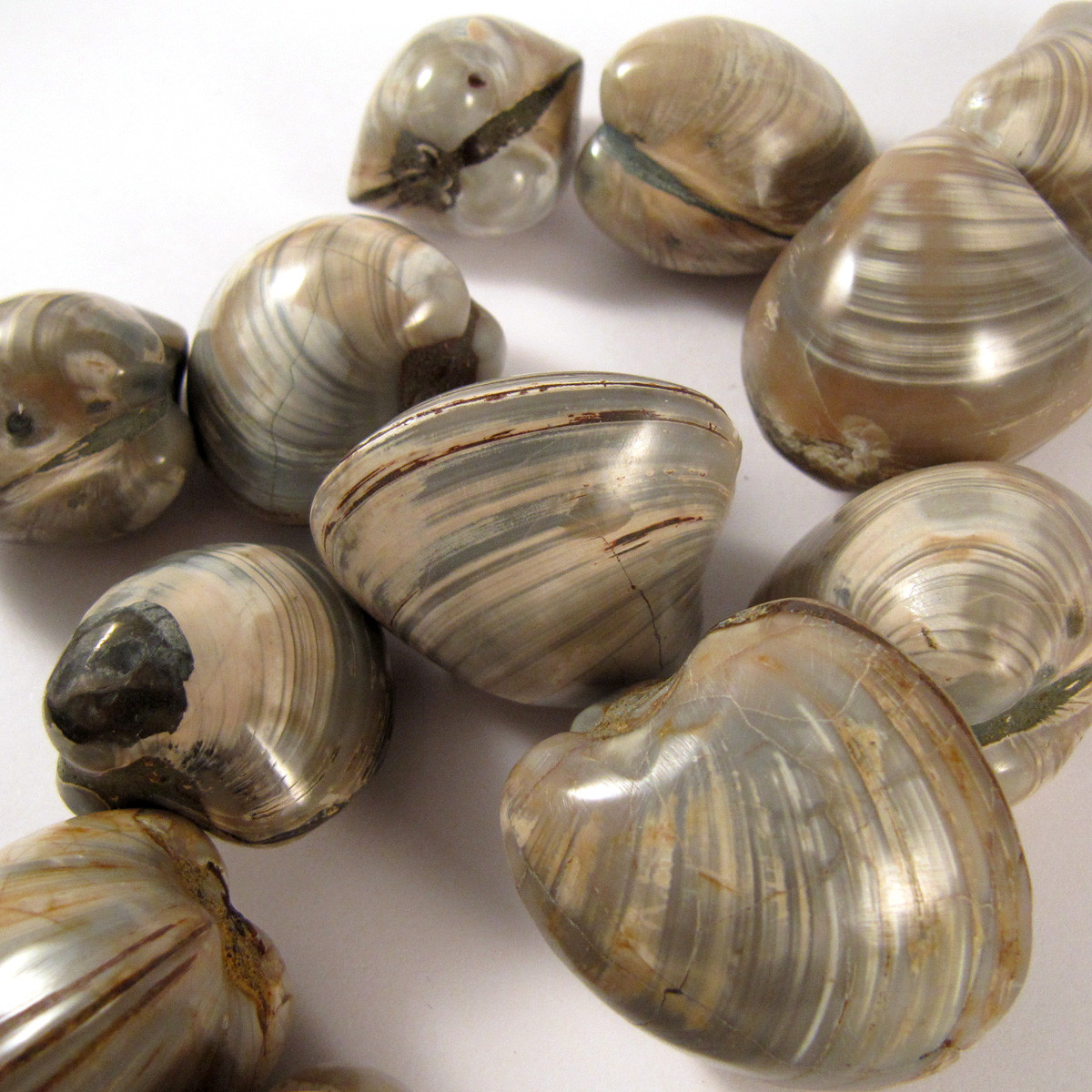 Small Fossil Clam BIVALVE - 1 (one) piece - Madagascar - Enter the