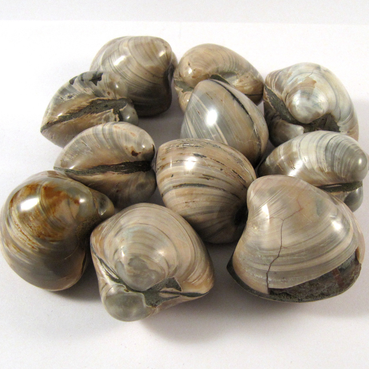 Medium Fossil Clam BIVALVE - 1 (one) piece - Madagascar - Enter