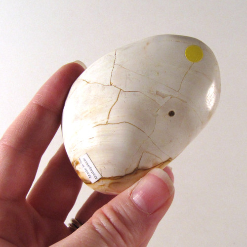 ECONOMY Fossilized Bivalve / Clam, 1 (one) piece, Madagascar - STK0013