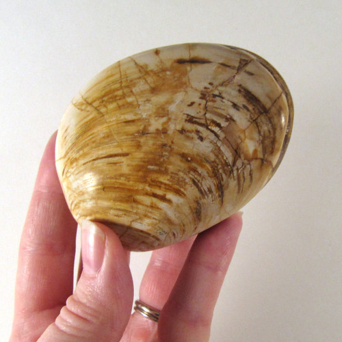 ECONOMY Fossilized Bivalve / Clam, 1 (one) piece, Madagascar - STK0013