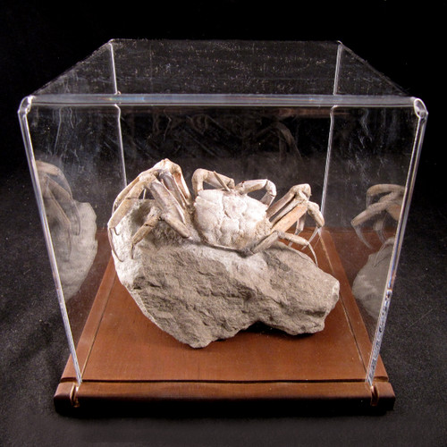 Madagascar Fossilized Crab - FCRAB002 - Enter the Earth, Inc
