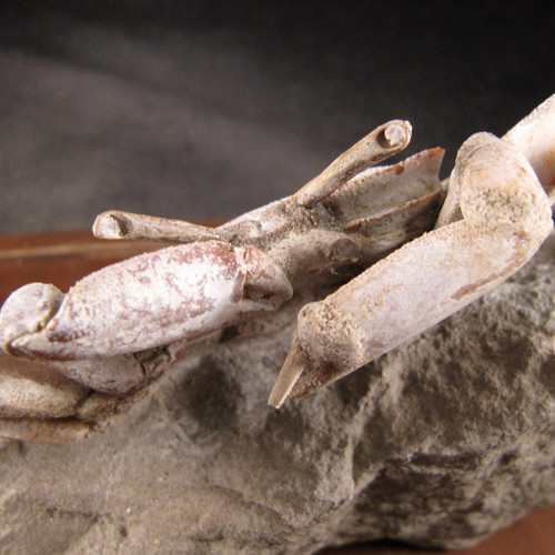 Madagascar Fossilized Crab - FCRAB002 - Enter the Earth, Inc
