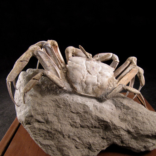 Madagascar Fossilized Crab - FCRAB002 - Enter the Earth, Inc