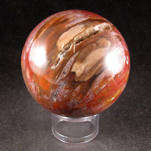 Petrfied Wood Slab - Enter the Earth