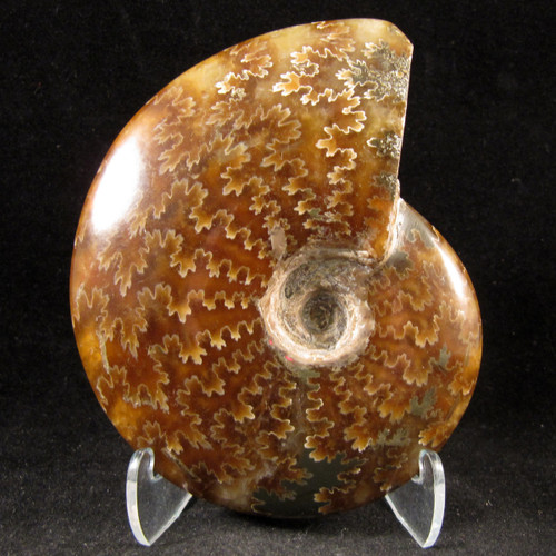 Whole Sutured Ammonite - FAMM104 - Regularly $52.00