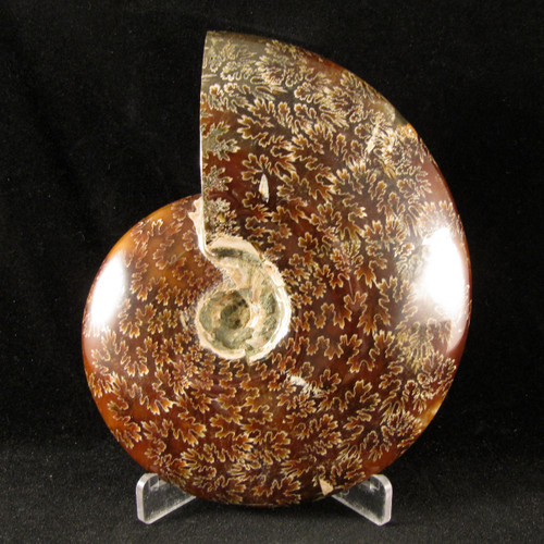 RARE Chambered Whole Sutured Ammonite
