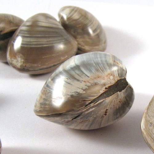 Small Fossil Clam BIVALVE - 1 (one) piece - Madagascar - Enter the