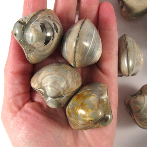 Medium Fossil Clam BIVALVE - 1 (one) piece - Madagascar - Enter