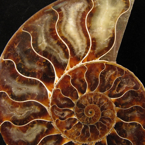 Ammonite Pair from Enter the Earth