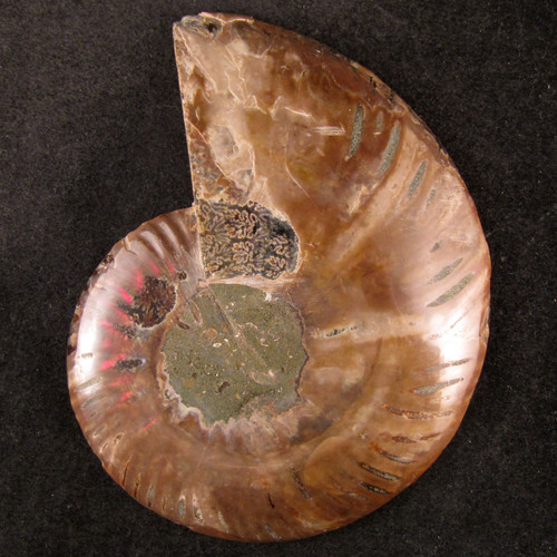 Ammonite Pair from Enter the Earth