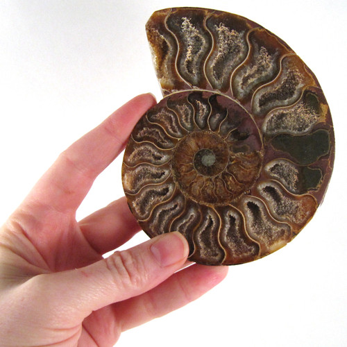 Ammonite Pair from Enter the Earth