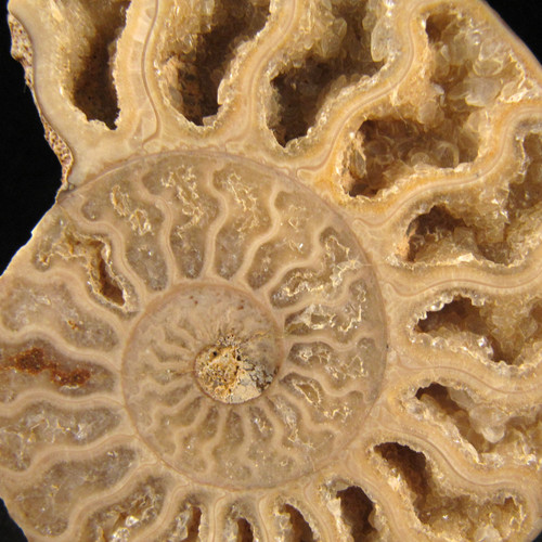 Ammonite Pair from Enter the Earth