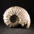 RARE Chambered Tractor Ammonite - FAMM130