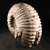 RARE Chambered Tractor Ammonite - FAMM130