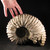 RARE Chambered Tractor Ammonite - FAMM130