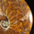 RARE Chambered Whole Sutured Ammonite - FAMM131