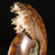 RARE Chambered Whole Sutured Ammonite - FAMM131