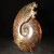 RARE Chambered Whole Sutured Ammonite - FAMM131