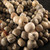 Stegodon Fossil Bone Beads 1 - 24 inch Strand - ETMB001