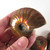 Red Opalescent Flash Whole Ammonite, one (1) piece - FRedA018