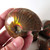 Red Opalescent Flash Whole Ammonite, one (1) piece - FRedA018