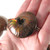 Red Opalescent Flash Whole Ammonite, one (1) piece - FRedA014
