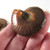 Red Opalescent Flash Whole Ammonite, one (1) piece - FRedA010