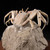 Madagascar Fossilized Crab - FCRAB001