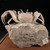 Madagascar Fossilized Crab - FCRAB001