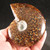 Sutured Ammonite Whole MDAMM010 Sutured Ammonite Whole MDAMM010