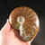 Sutured Ammonite Whole MDAMM011