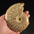 Sutured Blonde Ammonite Whole MDAMM014 Sutured Blonde Ammonite Whole MDAMM014