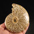 Sutured Blonde Ammonite Whole MDAMM014 Sutured Blonde Ammonite Whole MDAMM014