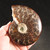Sutured Ammonite Whole MDAMM012