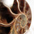 Mahajanga Ammonite Split Pair MDAMM002