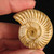 Polished White Ammonites, Set of 3