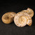 Polished White Ammonites, Set of 3